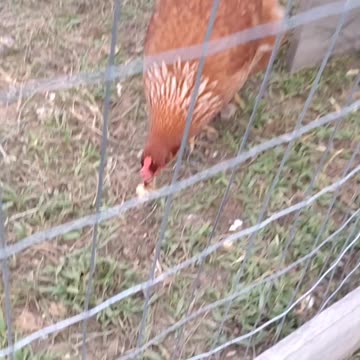 MY GIRLS LOVE MY HOMEMADE BREAD VERY VOCAL WHEN COMES TO FOOD🐔🤠🍞
