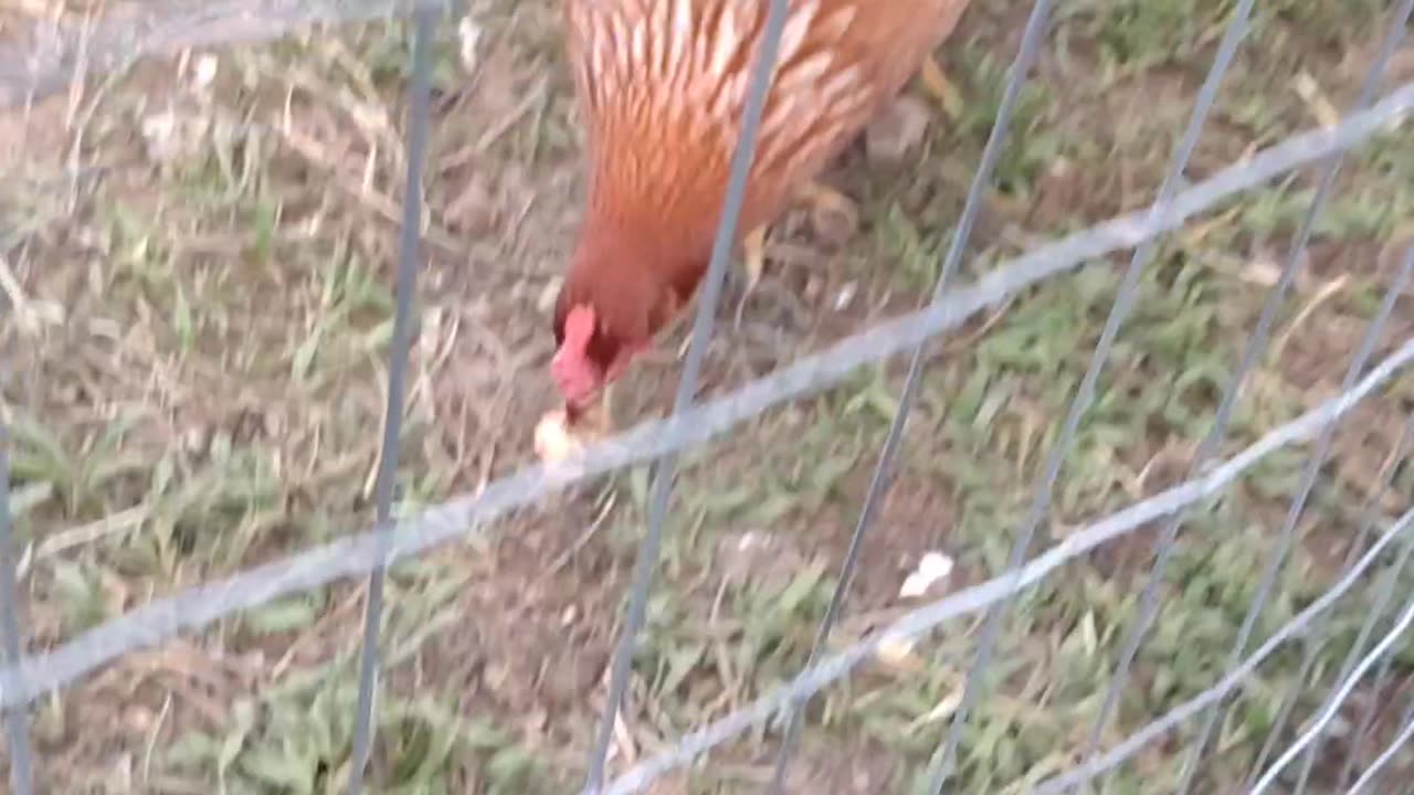 MY GIRLS LOVE MY HOMEMADE BREAD VERY VOCAL WHEN COMES TO FOOD🐔🤠🍞
