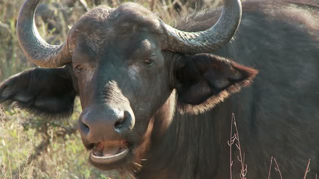 cape buffalo eating