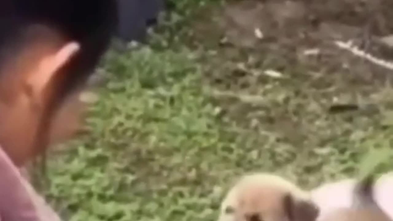 The End Funny Pet 🤣😂😹🐕🐈