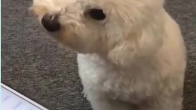 😂cute puppy playing | cute puppies playing 2021