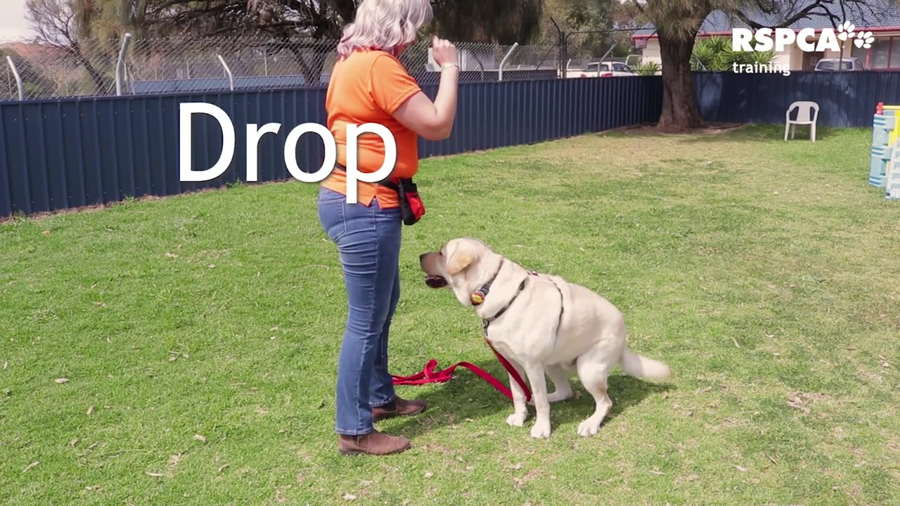 How to teach your dog to sit and drop.