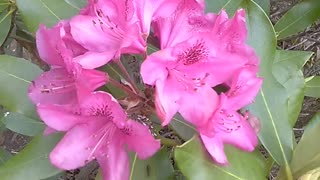 Azaleas