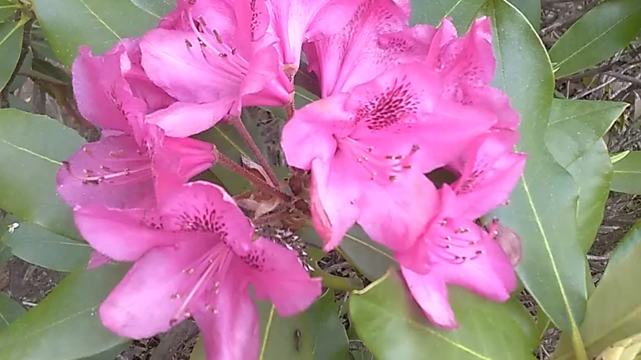 Azaleas