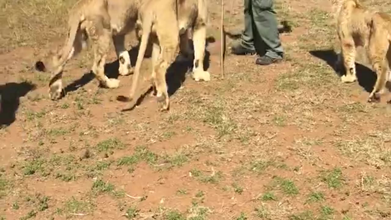 South Africa Tiger Walker Wow