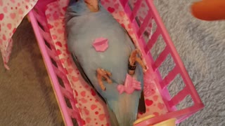 Bird Lovingly Treated Like Baby