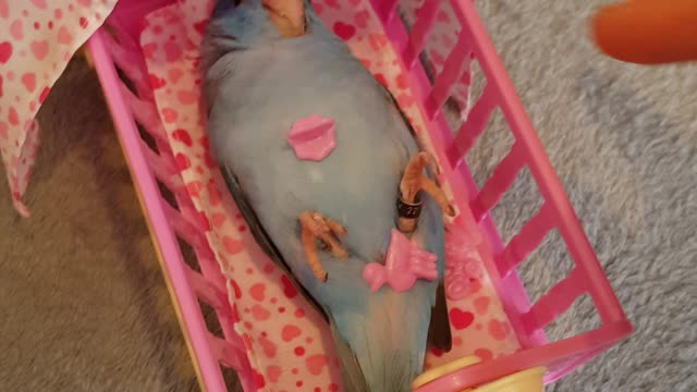 Bird Lovingly Treated Like Baby