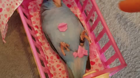 Bird Lovingly Treated Like Baby