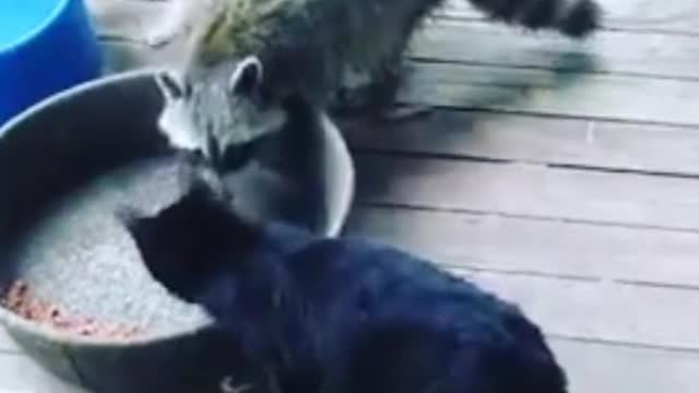 Raccoon& cat