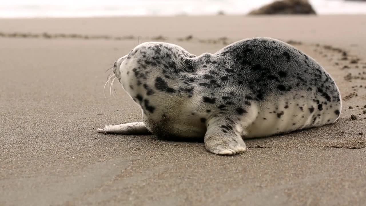 Beautiful sea animal relax on Beach