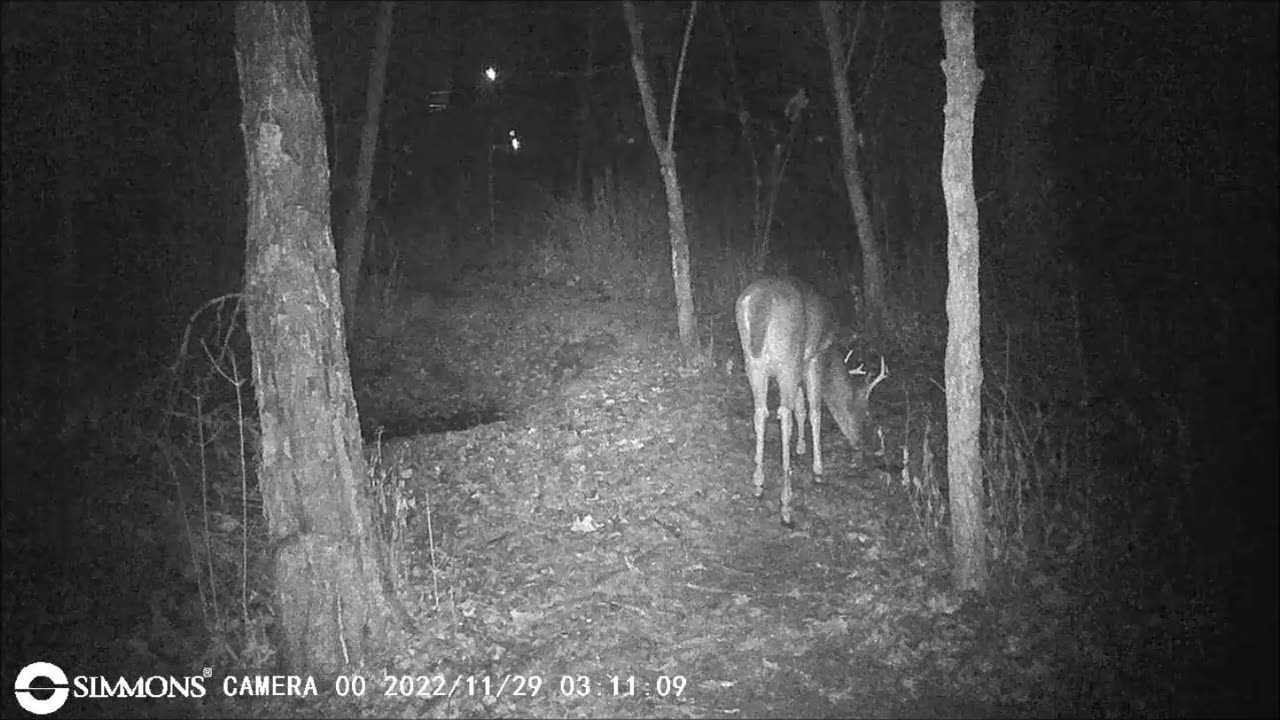 Backyard Trail Cams - Small 8 Point Buck