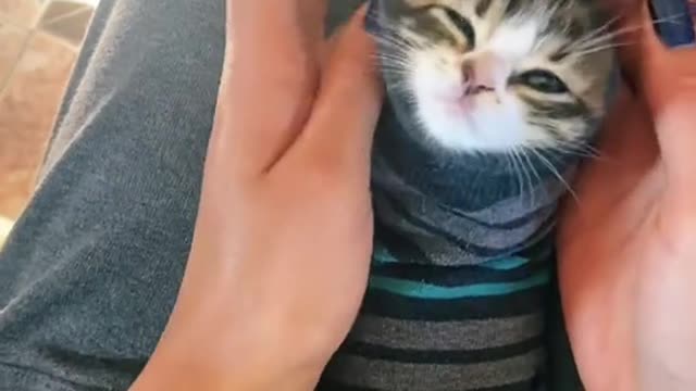 adorable cat