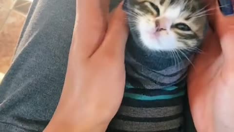 adorable cat