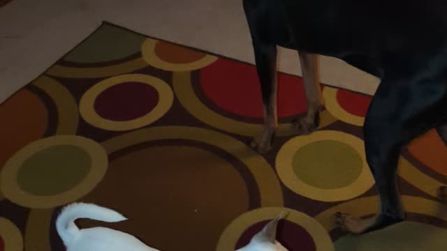 Doberman & Chihuahua think they are kitties