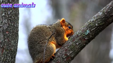 So cute animals full 4k video ? Animals video !