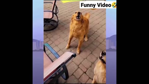 Most fuuny dogs videos