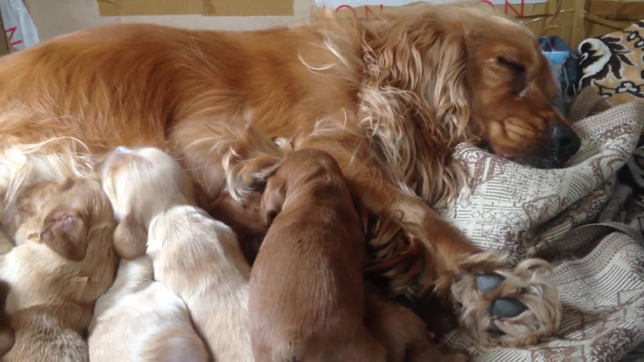 little puppies - they are still few days old, not yet one month old.