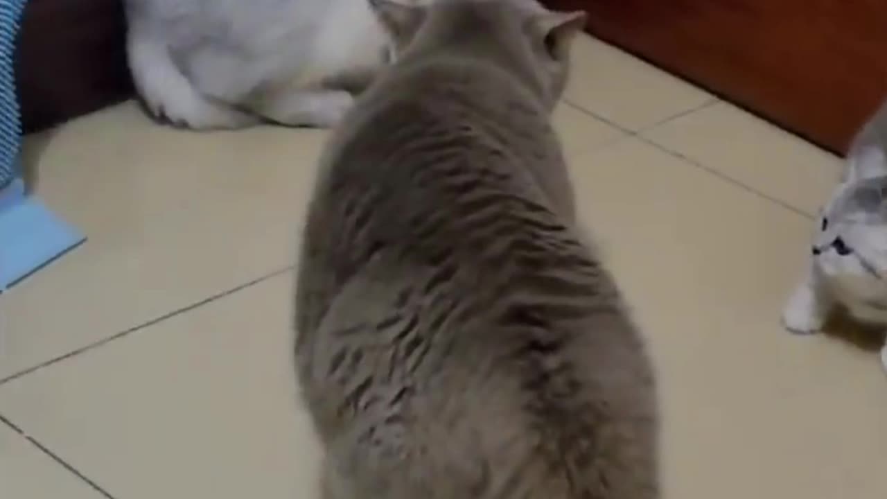 Cat Funny Viral Video