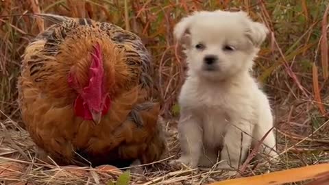 The dog asks the mother chicken to keep warm