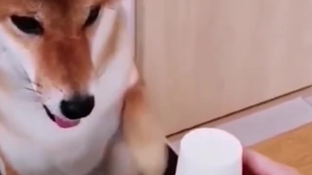 Funniest animals🐱In tiktok 😂 Funny and Fails Pets Video