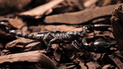 Black Scorpion #closeup #wildlife #nature #deadly #black