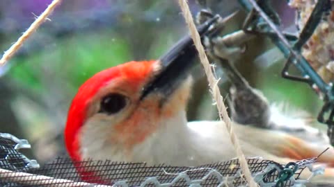 Red-bellied woodpecker