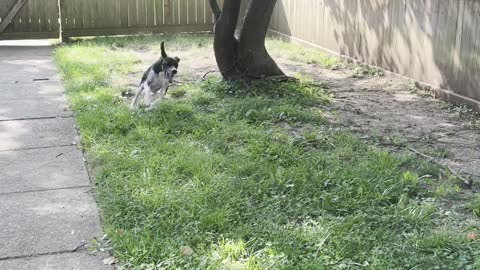 Tall Fence Doesn't Slow Down Lexi the Jumping Dog