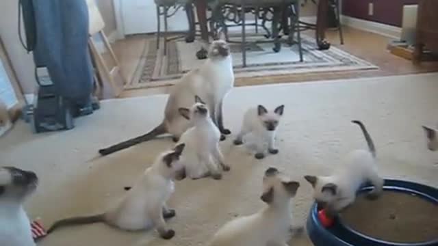 Siamese Kittens Playing With Their Parents!