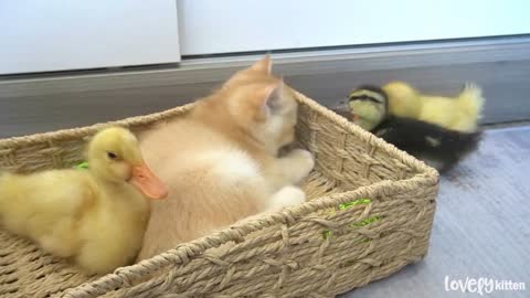 Ducklings want attention but Kitten Loki ignored them