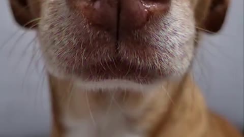 pet love community