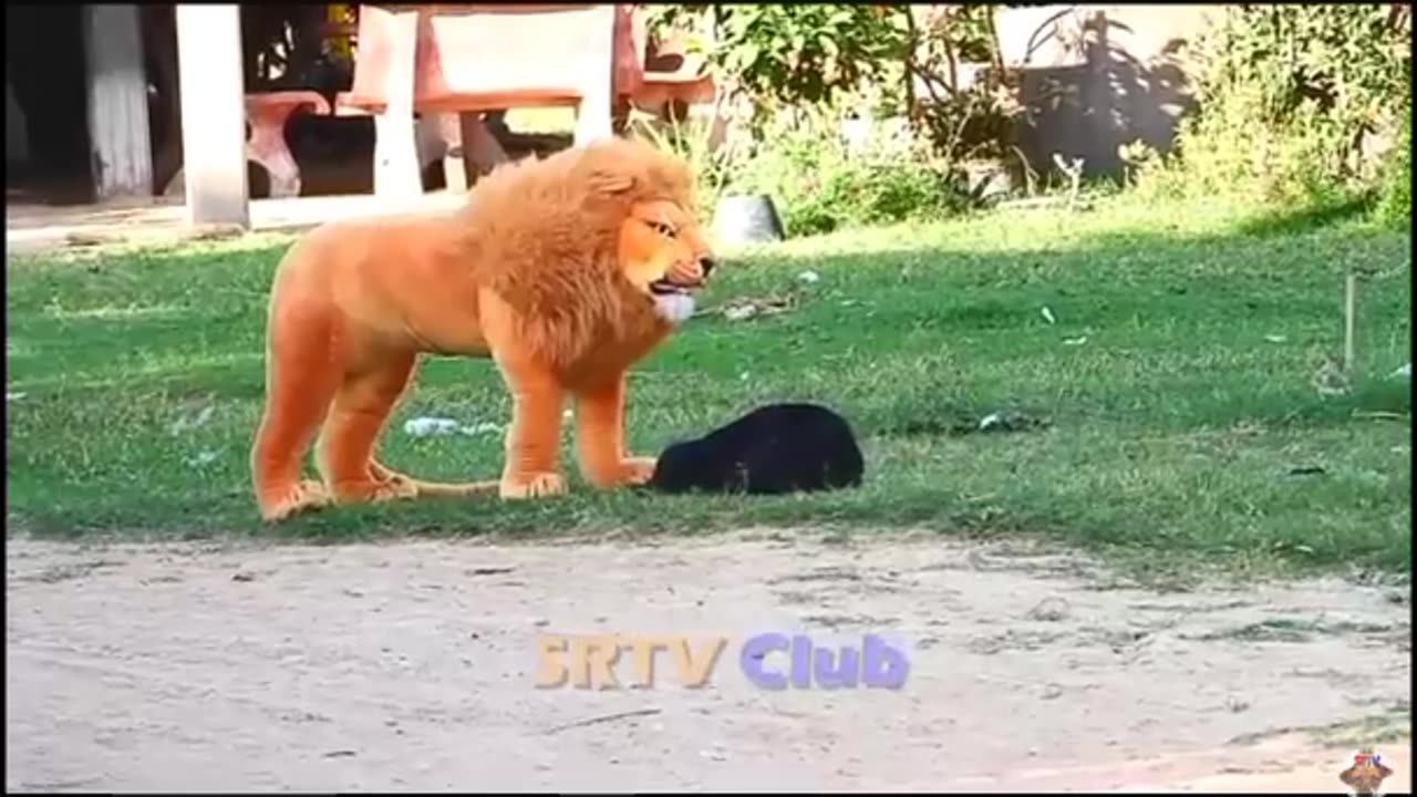 BEST PRANK COLLECTION TOP 15-----FAKE LION PRANK REAL DOG FUNNY||