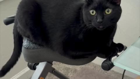 Cute Precious Piper is a Good Exercise Instructor - Adopting a Cat from a Shelter Vlog #shorts