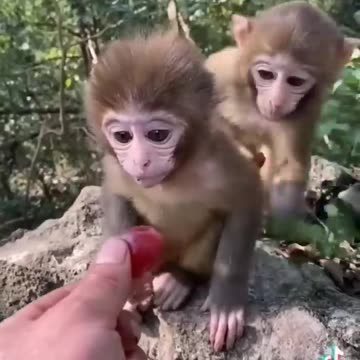 New Funny animals videos|Cute animal videos |Funny dog&cat videos|Hilarious pet videos|funny videos