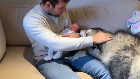 Giant Husky Meets Newborn Baby For The First Time!! (Cutest Ever!!)