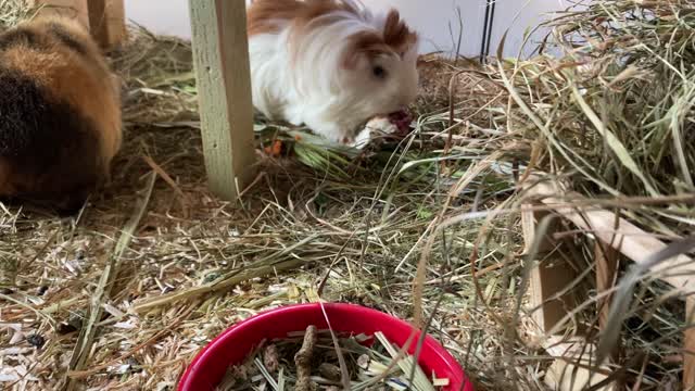 Guinea pigs Fergus and Tibby