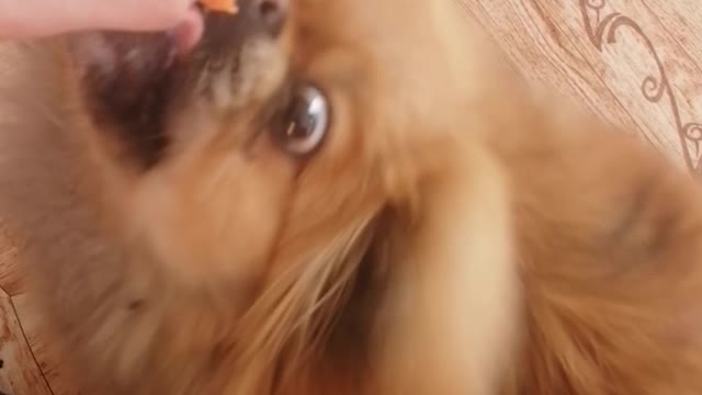 Little cutie is chewing carrot! Vegetarian puppy?