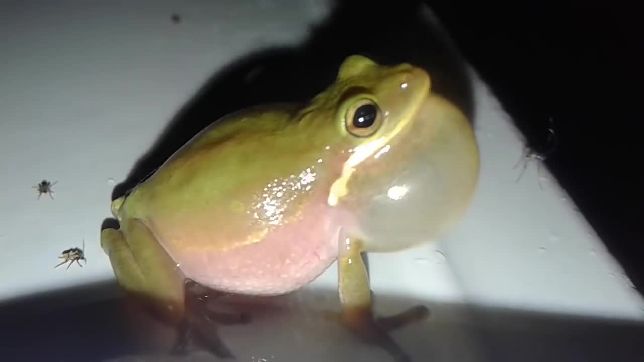 When a frog croaks (literally) |Ruby's Zoo