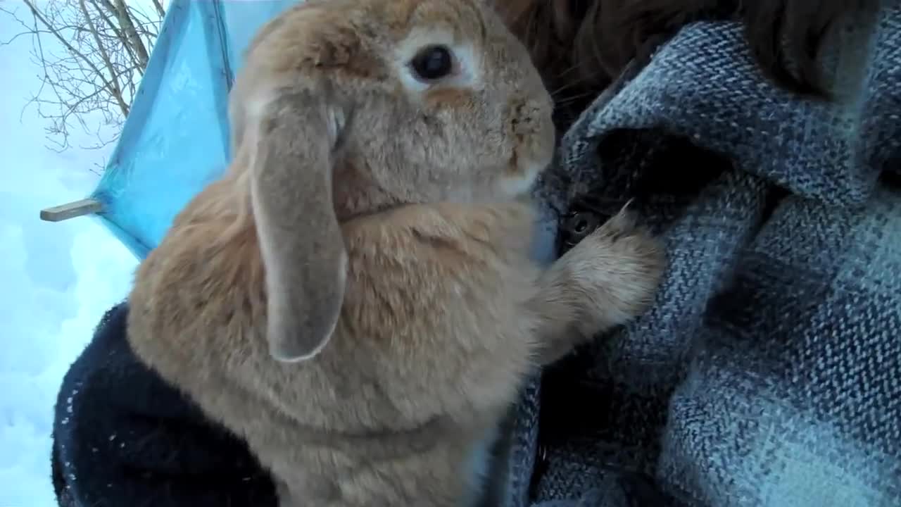 Rabbits playing in the snow!