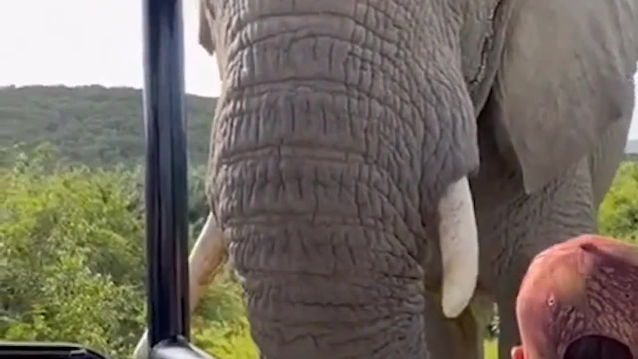 African Safari