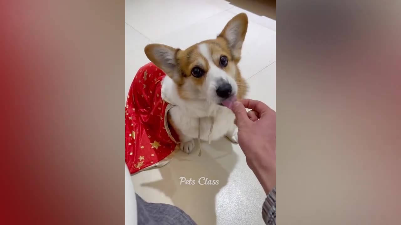 Funniest Animals 😂 Funny Cats and Dogs Videos 2023 Part 4