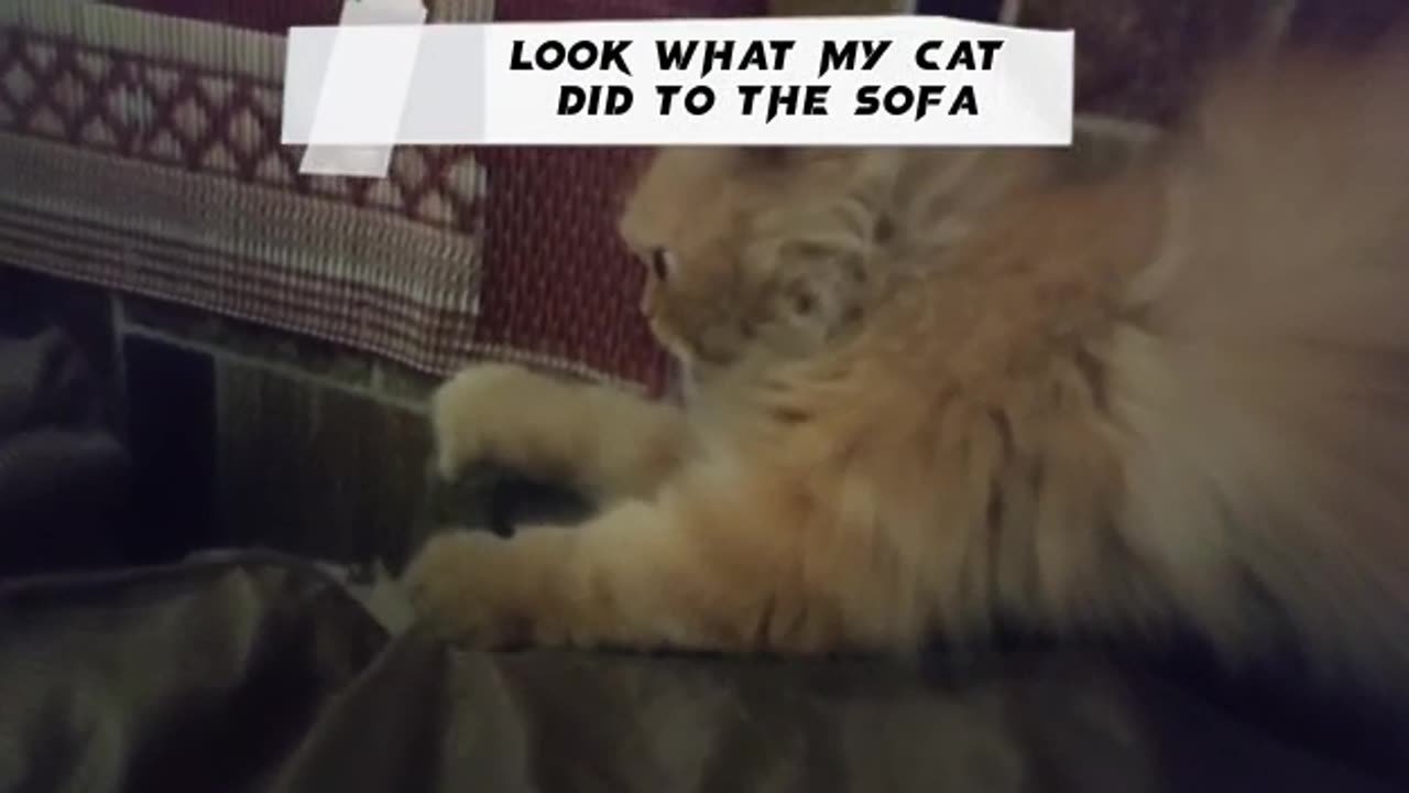 Look My Cat 🐈