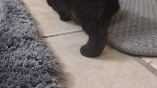 Eight cats