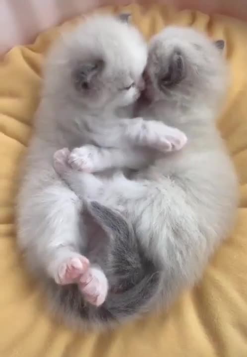 A Kitten's Heartwarming Hug