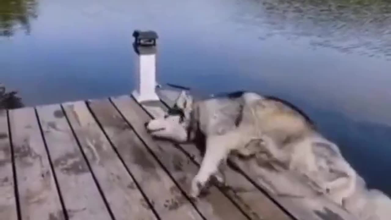 Funny animal videos 🥰🤣🤣🤣😂😂🤣