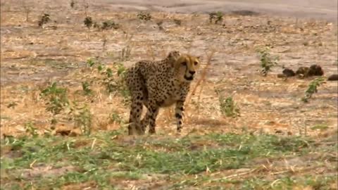 The leopard is starting to prepare its own dinner