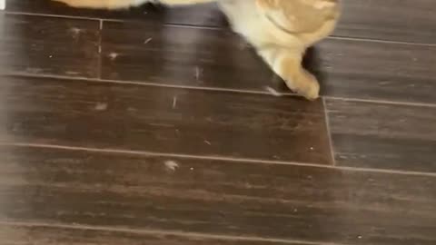 Funny cat pulls off sneak attack