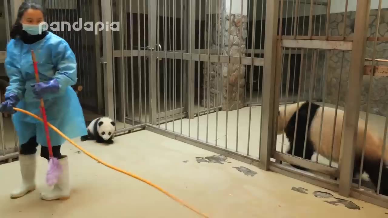 Panda keeper gives the baby cub back to his mum