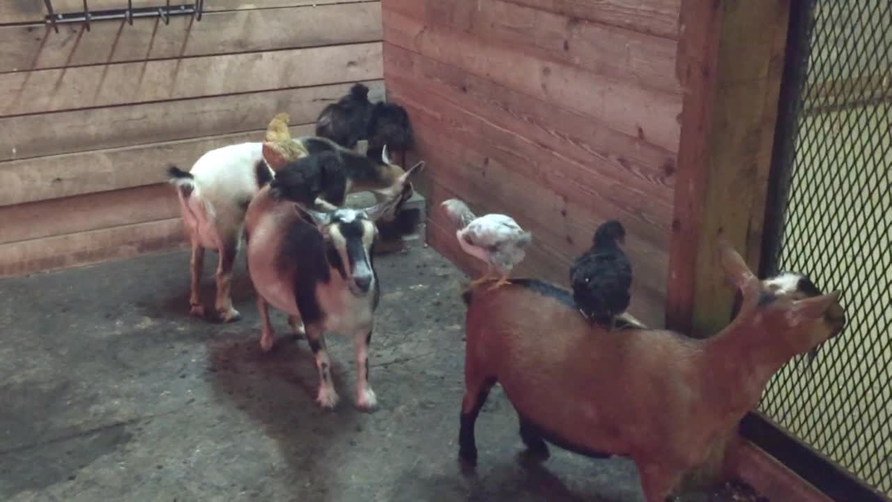 Chicks use patient goats as personal playground