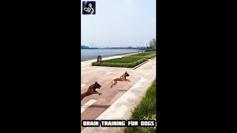 Unlocking Canine Brilliance, Brain Training for Dogs