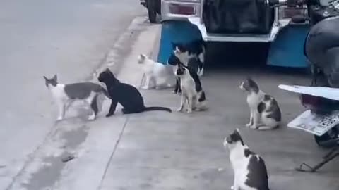 When you stare at your enemy, but ...... 🐶👀🐱 showdown! 💥🐾